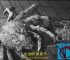 美国绝版经典恐怖电影名片《变异魔蜂》Monster from Green Hell (1957)英语中字